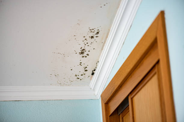 Best Local Mold Removal Service  in Breinigsville, PA