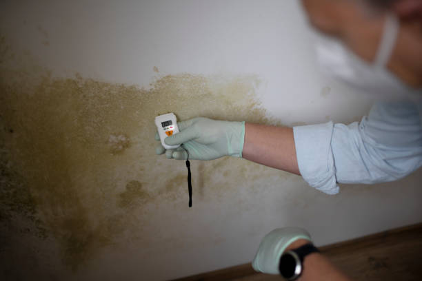 Best Crawl Space Mold Removal  in Breinigsville, PA
