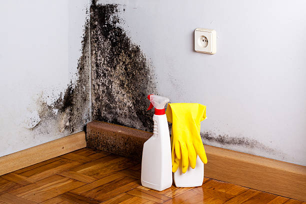 Best Attic Mold Removal  in Breinigsville, PA