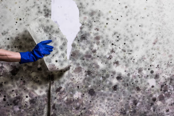 Best Black Mold Removal  in Breinigsville, PA